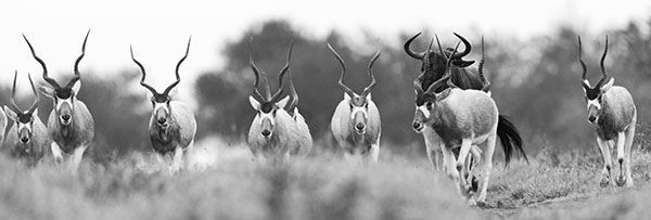 Addax and Blue Wildebeest