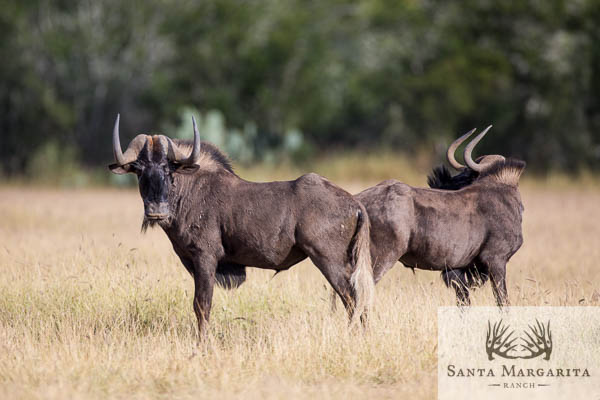 Black Wildebeest Hunts in Texas