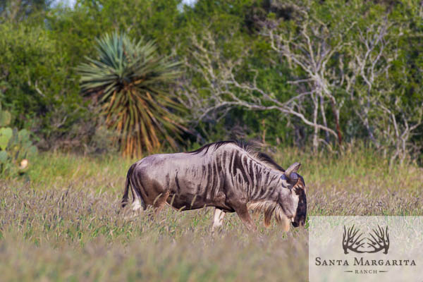 Blue Wildebeest Hunts in Texas